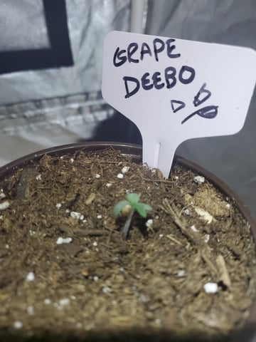Alien Rock Candy & Grape Deebo — seedling_rooting, day 14