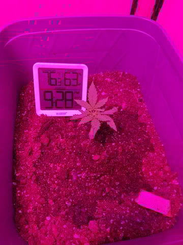 critical Mass  — vegetative, day 23