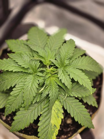 mc nuggets r1 — vegetative, day 18