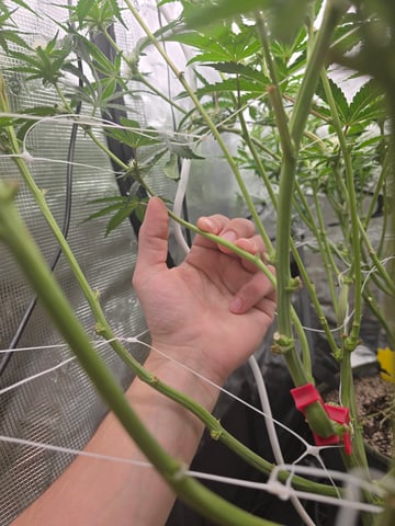 Grow #2 — flower, day 27