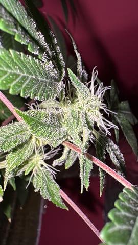 OG Kush — flower, day 95