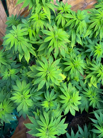 Grow 2 — grow_setup, day 2