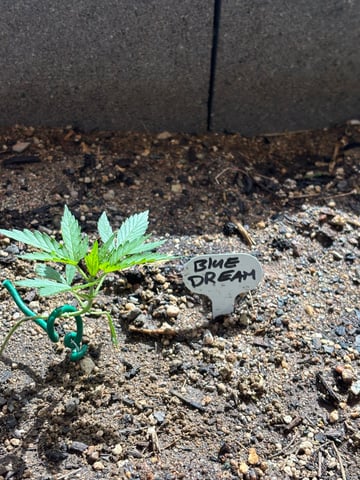 3 seeds  — vegetative, day 37