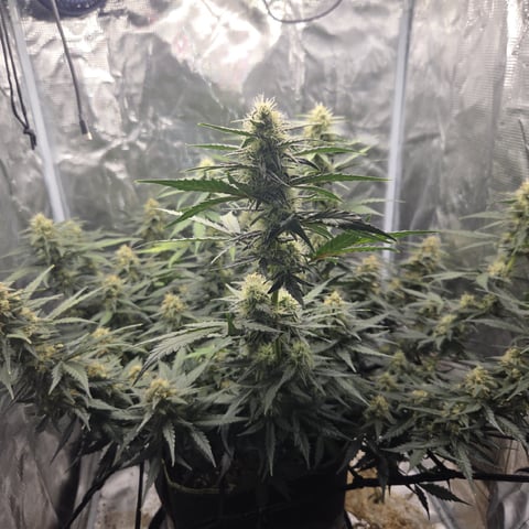 Purple Haze Auto — flower, day 71