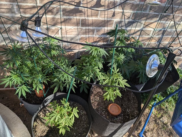 October Start — flower, day 88