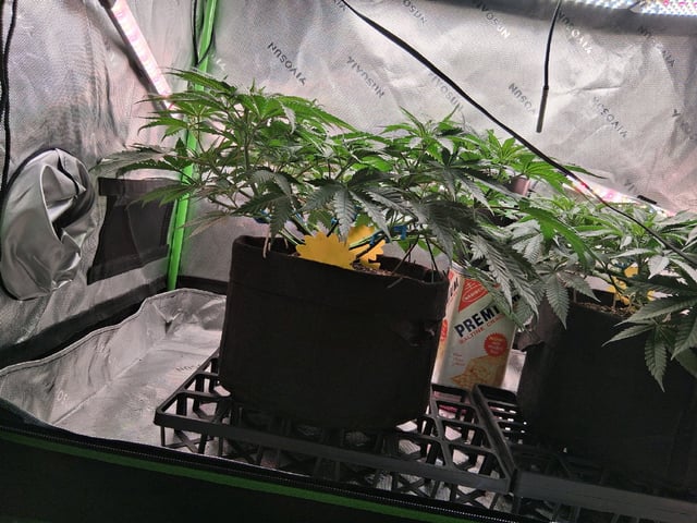 fruity pebbles, cap junky — flower, day 57