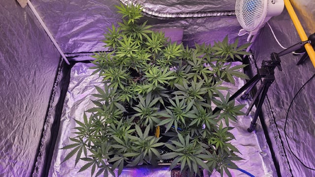 Amnesia Haze Run — flower, day 40