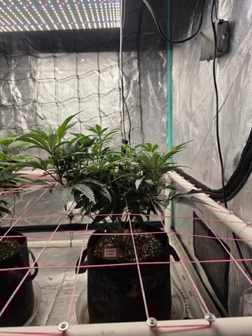 Granny Candy and PLCG — flower, day 78