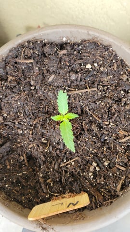 first grow — vegetative, day 1