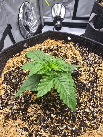 Purple Haze  — vegetative, day 8