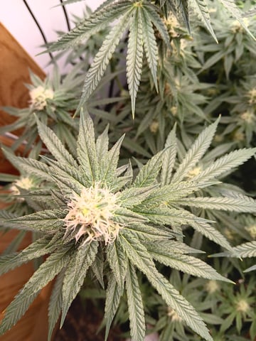 Indoor Closet Grow — flower, day 82