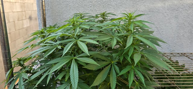 Mystery Weed Plant — flower, day 110