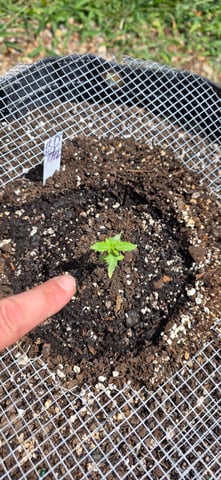 Let's just leave these right here! — germination, day 16