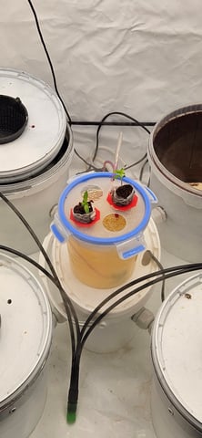 PITA — seedling_rooting, day 14