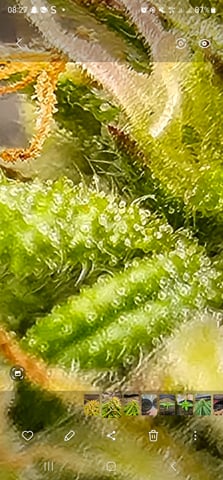 Cheshablue  — flower, day 20