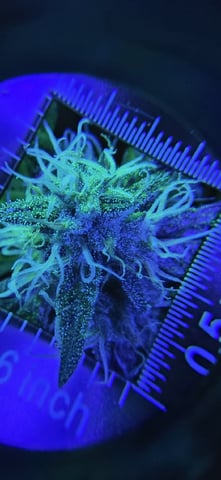 Ace Killer OG — flower, day 81