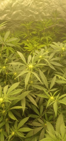 Organic Grow — flower, day 10