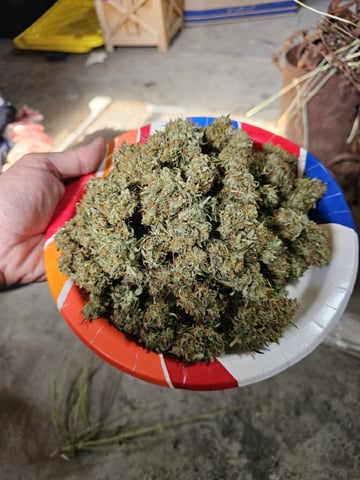 Blue Dream — done, day 87