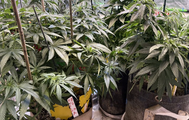 Airborne G13  — vegetative, day 45