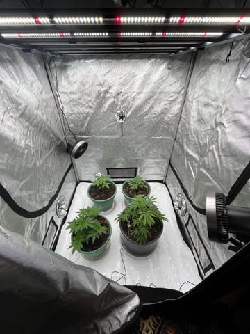 Lavender and Anesthesia Auto — flower, day 57