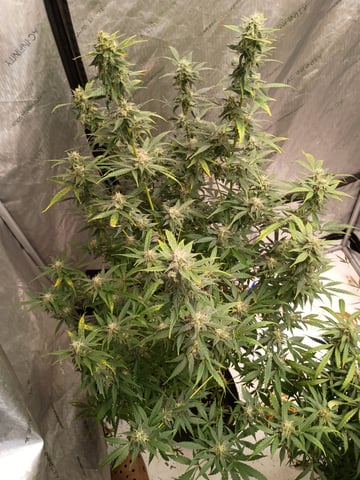 khalfa kish — auto, day 1