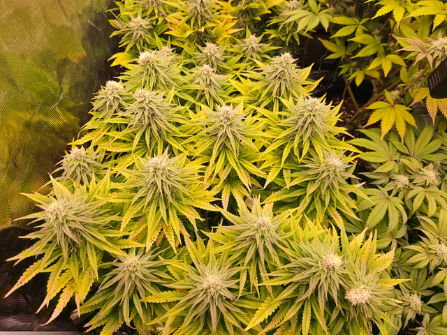 Double Trouble  — flower, day 80