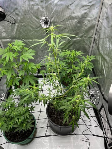 Lavender and Anesthesia Auto — flower, day 85