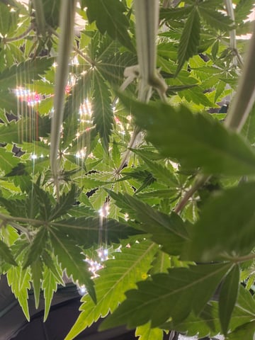 22 July 2025 — vegetative, day 14