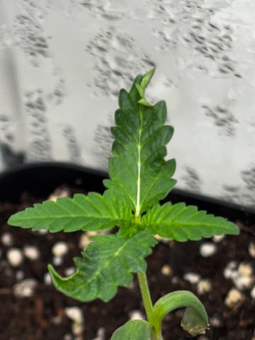 PKB remix/PotG — seedling_rooting, day 16