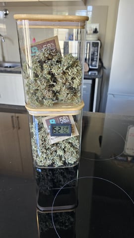 Amnesia Haze Run — vegetative, day 28