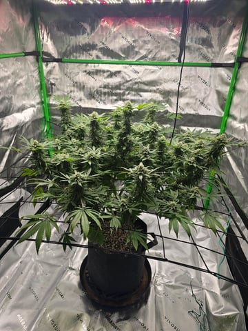 First grow — flower, day 96