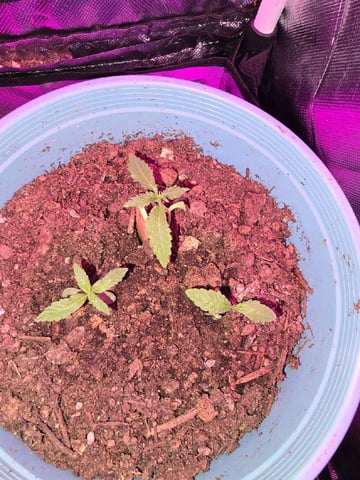 new start — seedling_rooting, day 11