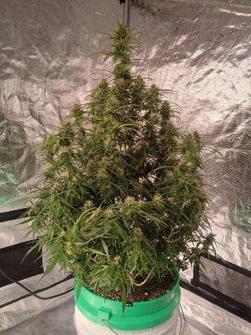 Cornucopia of Cannabis — flower, day 8