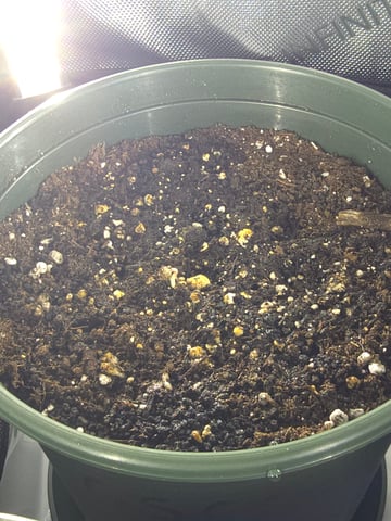 Homegrown - 🍒 🥧 & GSC Auto, 🚀 Seeds 🍌 Buttercups  — grow_setup, day 4