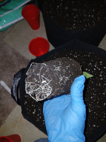 fruity pebbles, cap junky — vegetative, day 25