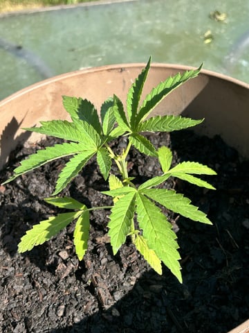 2026 Outdoor — vegetative, day 14