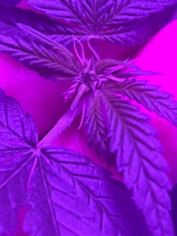 First attempt grow 😶‍🌫️ — flower, day 84