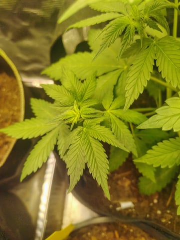 Pcsmoker99  — flower, day 34