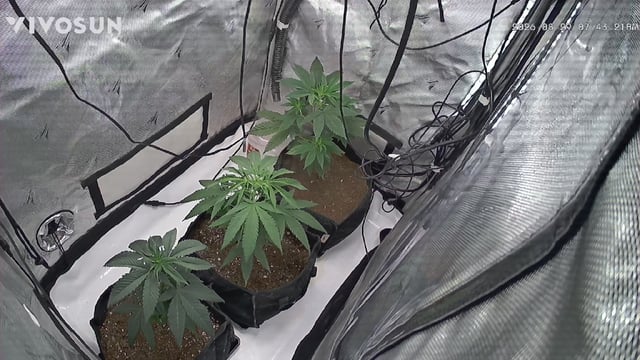 Barney's Gas Pack 