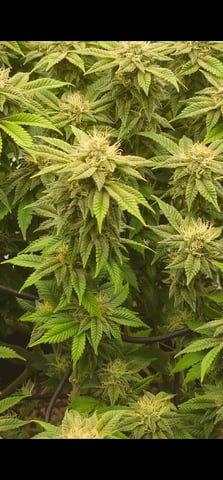 first grow — flower, day 100