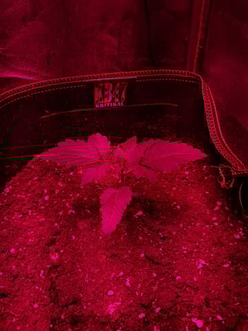 II — vegetative, day 9