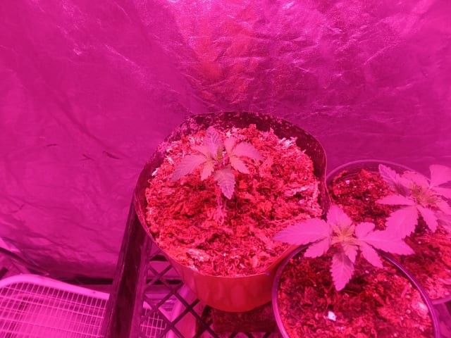 grow — vegetative, day 361