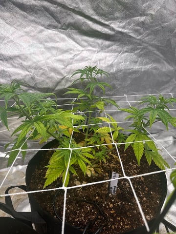 first indoor — vegetative, day 50