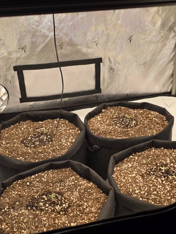1st Grow 4x4 — seedling_rooting, day 7