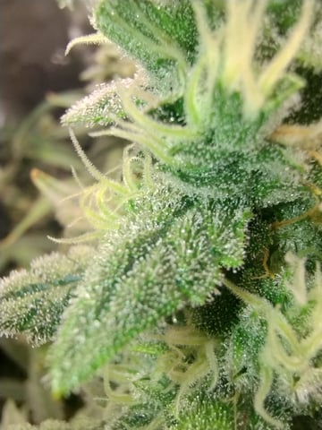 First grow — flower, day 86