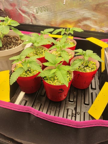 Mainely Genetics Micro Pheno Hunt — seedling_rooting, day 9