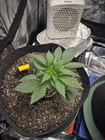 Grow 1 2026 Dream Widow — vegetative, day 27