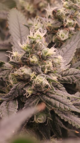 DNA Genetics Kosher Cookies rockwool run round 2 — flower, day 85