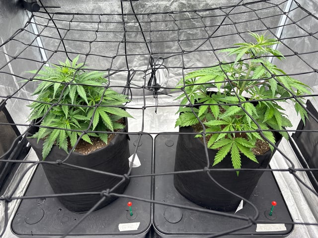 Grow Shed Grow #1 — vegetative, day 30