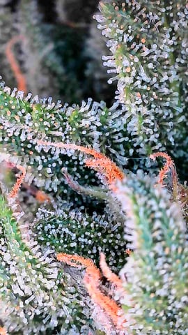 Homemade Seeds 